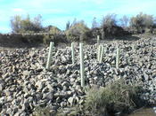 Protecting the vegetation